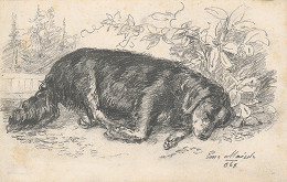 Andreas Majsch – Spiaci pes 