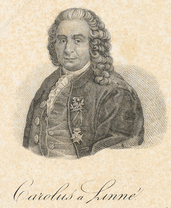 Stredoeurópsky grafik z 1. polovice 19. storočia – Carolus Linné