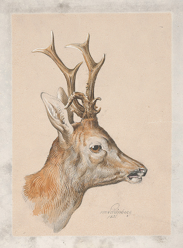 Adolf Schönberg – Hlava jeleňa 