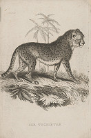 Thomas Landseer – Pardál 