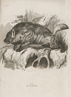 Thomas Landseer – Hyena 