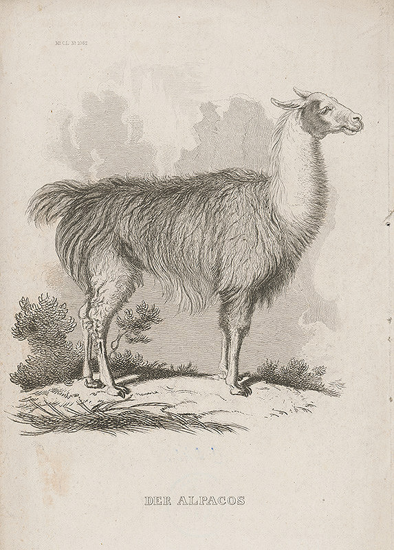 Stredoeurópsky grafik z 19. storočia – Alpaka