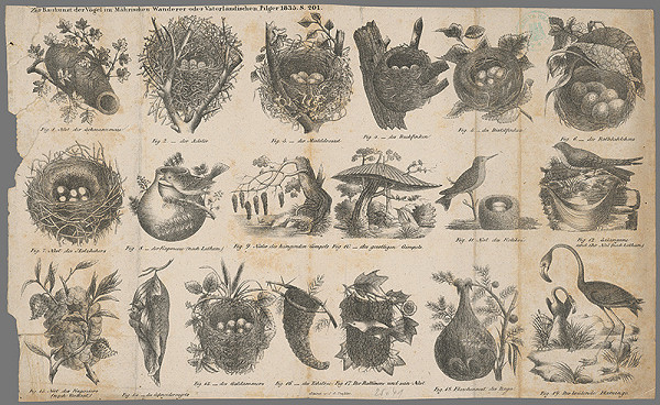 Stredoeurópsky grafik z 19. storočia – Hniezda vtákov