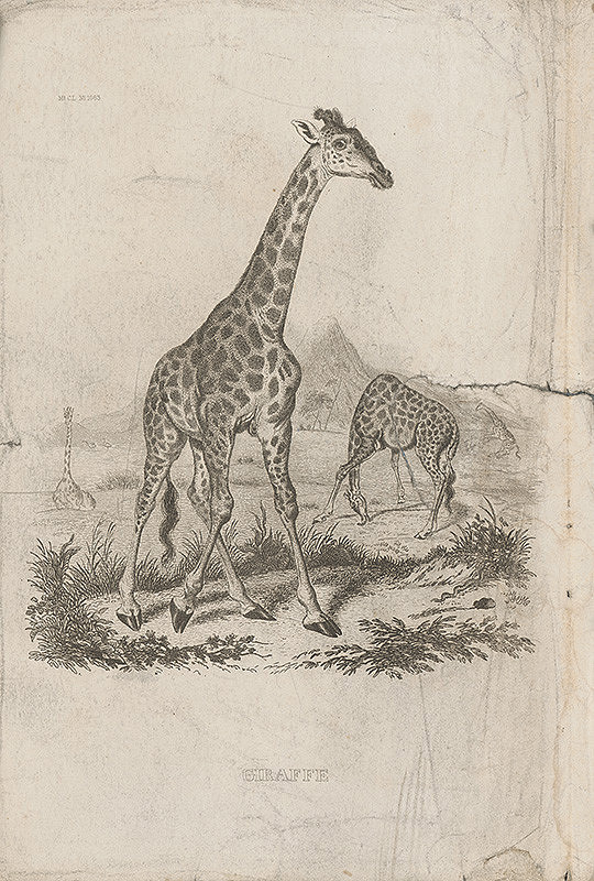 Stredoeurópsky grafik z 19. storočia – Žirafy