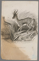 Stredoeurópsky grafik z 19. storočia – Gazely 