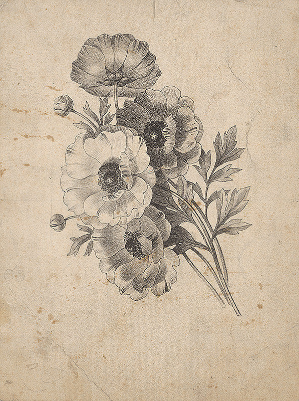 Stredoeurópsky grafik z 19. storočia – Kytica kvetov