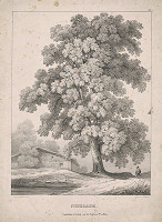 Franz Josef Sandmann, Johann Höfelich – Strom - orech 