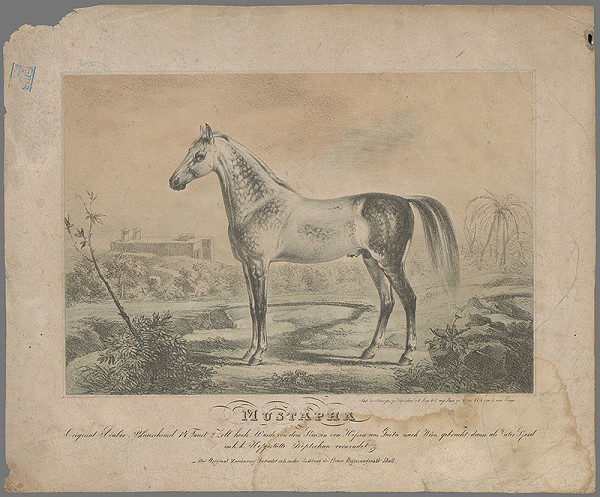 Johann Perger – Kôň