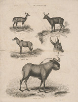 Friedrich Rudolf Meyer – Biologické tabuľky 