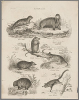 Friedrich Rudolf Meyer – Biologické tabuľky 