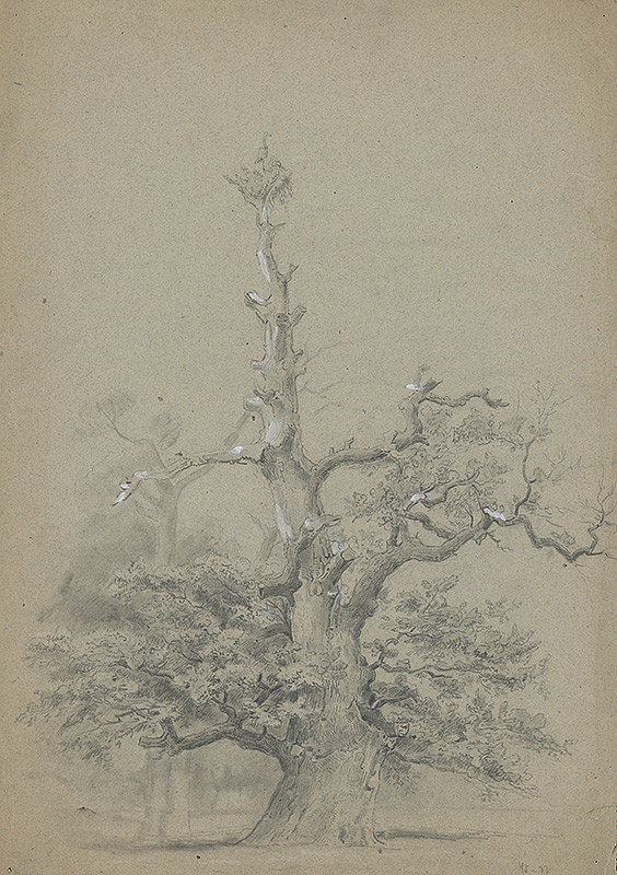 Stredoeurópsky grafik z 19. storočia – Strom