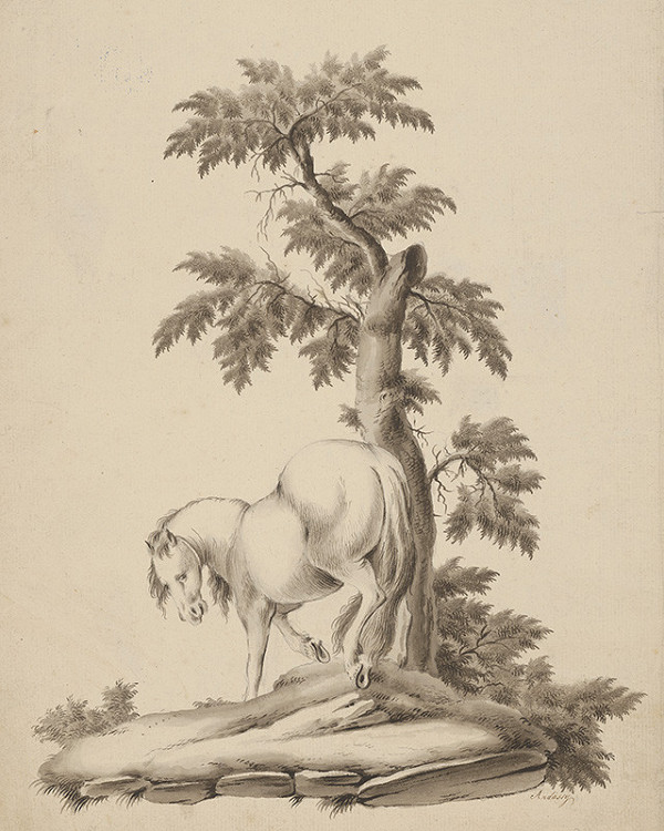 Andrássy – Kôň pri strome
