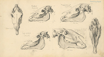 Alojz Rigele – List zo skicára č.3 