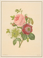 Alphonse Jean Baptista Mourlot, Pierre-Joseph Redouté – Kytica kvetov 