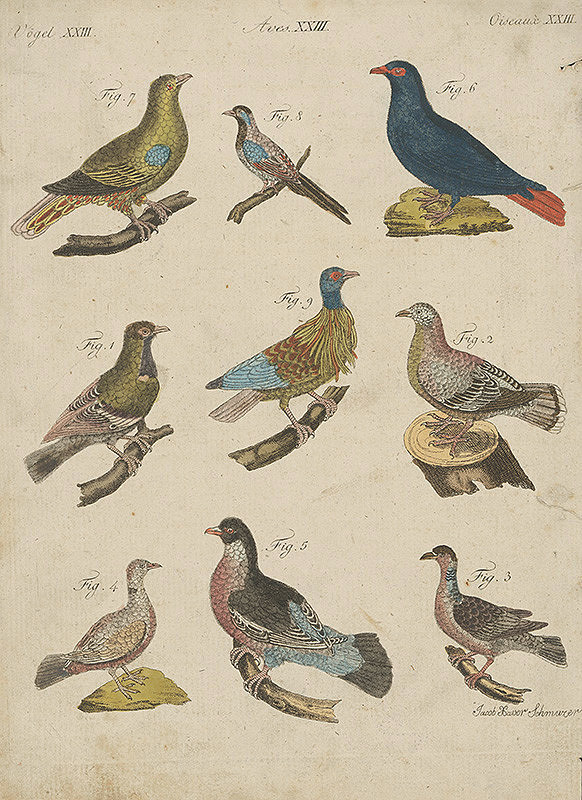Jacob Xaver Schmuzer – Tabuľka vtákov