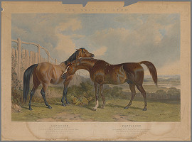 John Harris, John Frederick Herring – Dva jazdecké kone 