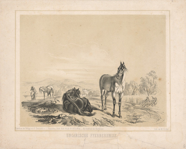 Franz Xaver Zalder, M. Backer, A. Tomasello – Uhorské kone