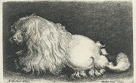 Václav Hollar, Adriaen Matham – Boloňský psík 