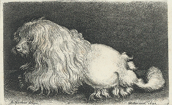 Václav Hollar, Adriaen Matham – Boloňský psík