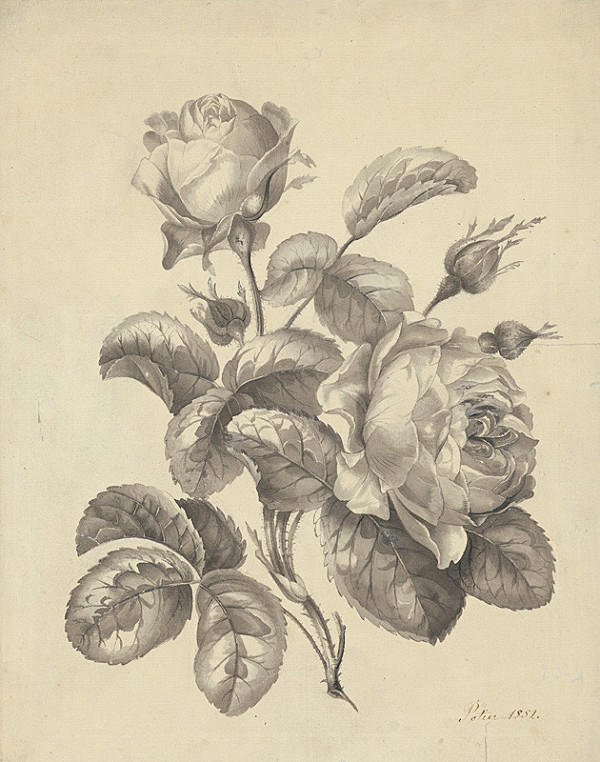 Hubert Joseph Potier – Ruže