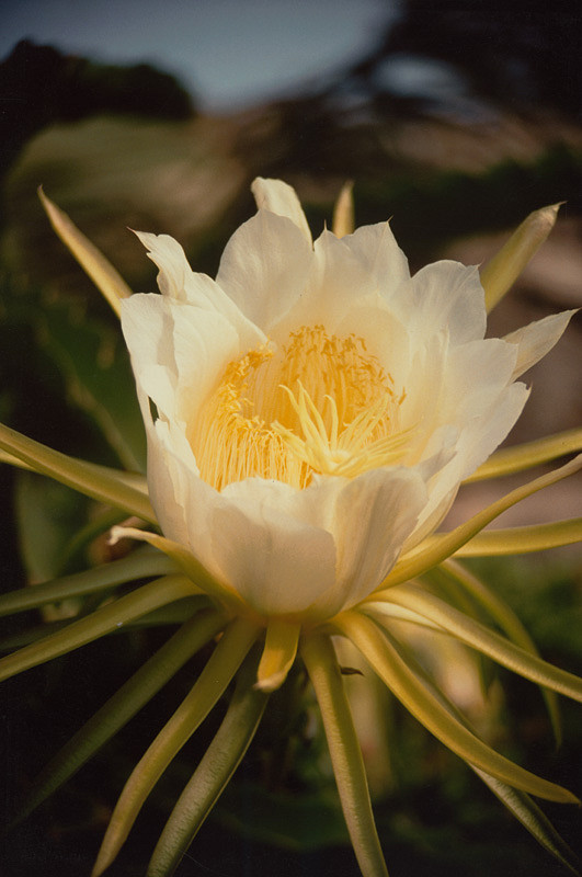 Robert Vano – Bez názvu