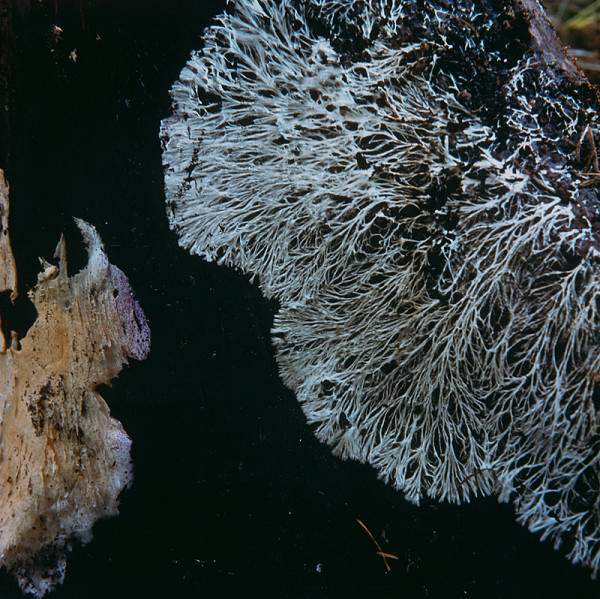 Martin Martinček – Tajomstvo hory,  z cyklu farebných fotografií, 15 ks 