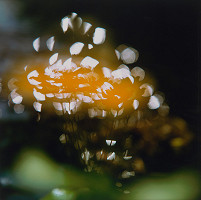 Martin Martinček – Rozkvitnutý deň X. 