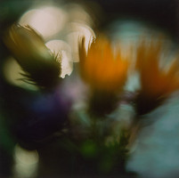 Martin Martinček – Rozkvitnutý deň V. 