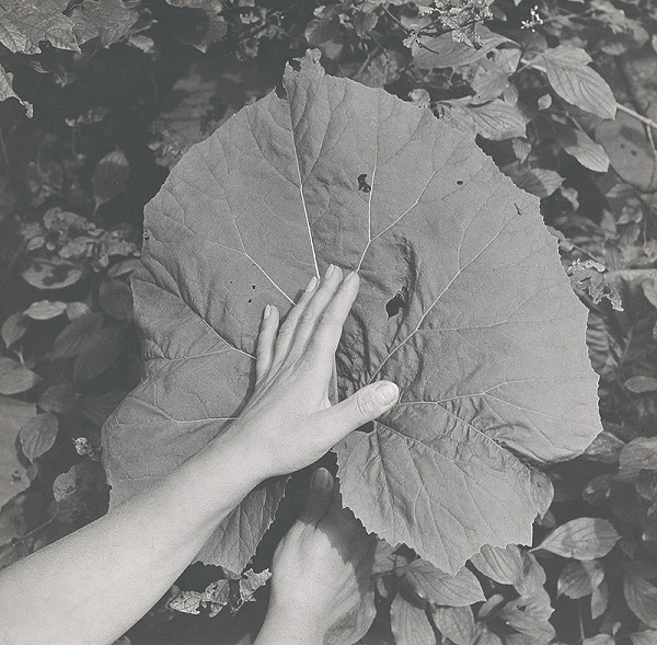 Michal Kern – Z cyklu Lopúchy alebo čiary života 