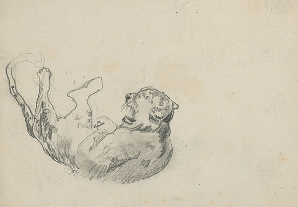 Koloman Sokol – Štúdia dravca 