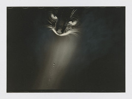 Peter Župník – Chatte noire 