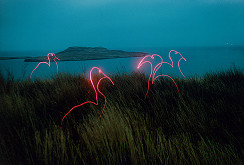 Robo Kočan – Hitchcockové vtáky 