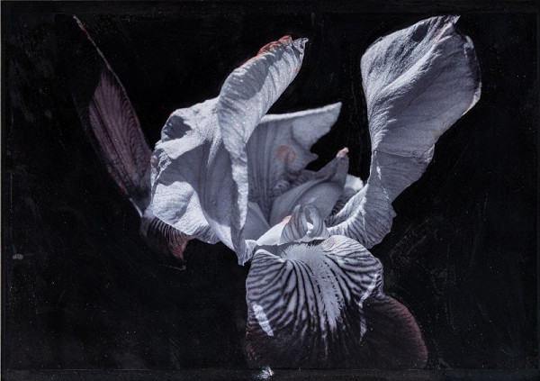 Viktor Šefčík – Let 