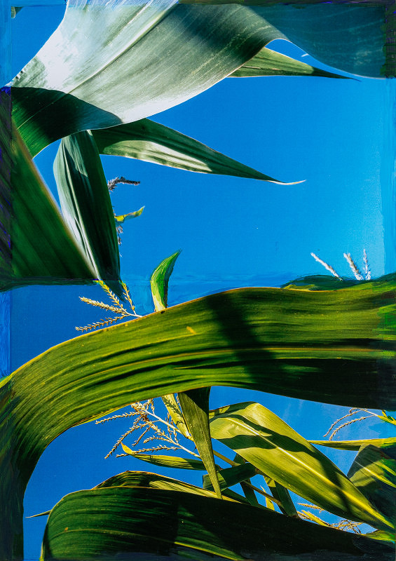 Viktor Šefčík – Kukurica I. 