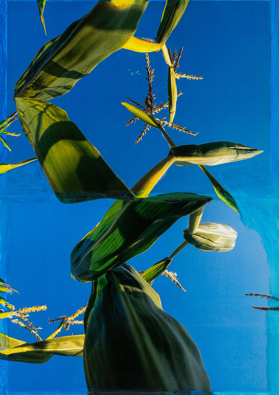 Viktor Šefčík – Kukurica II. 