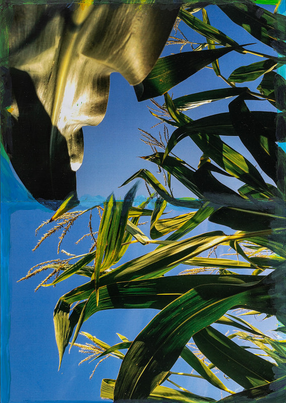 Viktor Šefčík – Kukurica III. 