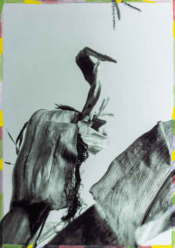 Viktor Šefčík – Kukurica IV. 