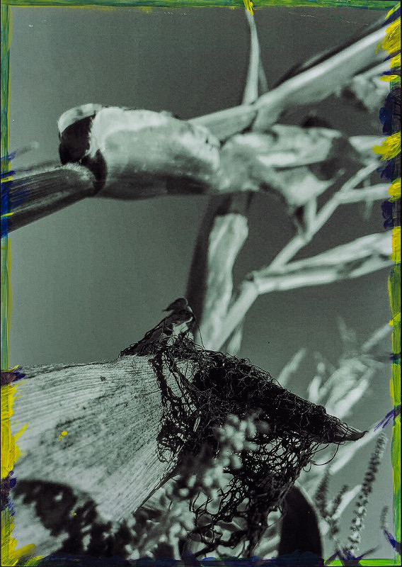 Viktor Šefčík – Kukurica V. 