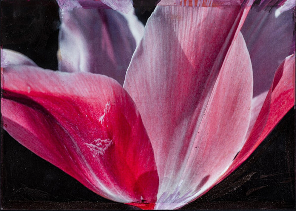 Viktor Šefčík – Kompozícia v ružovom III. 