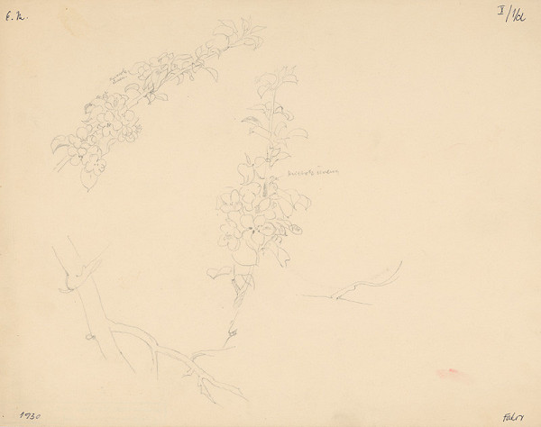 Emil Makovický – Štúdia kvitnúcich konárikov 