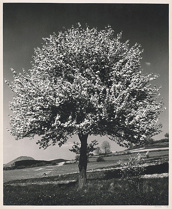 Karol Kállay – Kvitnúci strom