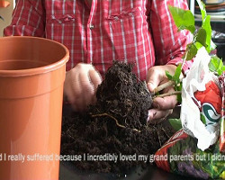 Pavlína Fichta Čierna – Presádzanie 