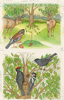 František Blaško – Dubové vajíčko 