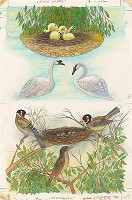 František Blaško – Labutie jazero 