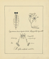 Maximilián Schurmann – Skicár - 18. list 