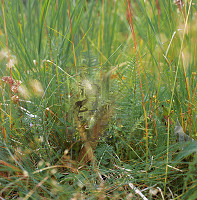 Daniel Fischer – Fynn nad vajcom 