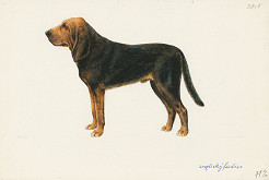 Jindřich Krejča – Anglický farbiar 