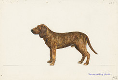 Jindřich Krejča – Hanoverský farbiar 