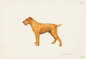 Jindřich Krejča – Írsky teriér 