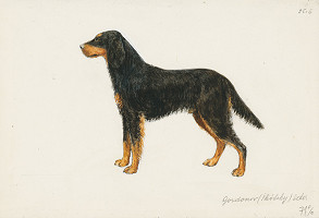 Jindřich Krejča – Gordonov (škótsky) seter 